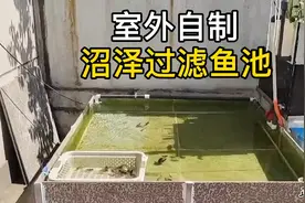 室外自制沼泽过滤鱼池，论一个动手能力强的人养鱼有多牛！纯干货视频封面