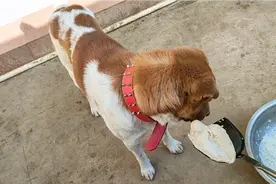 有原则的中华田园犬，把鸡胸肉放它嘴边不吃，放它碗里才吃视频封面