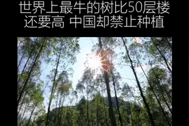 世界上最牛的树视频封面