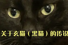 为什么很多人认为黑猫不吉利？黑猫到底是不吉利还是招财镇宅的视频封面