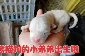 黑狗妈妈昨夜产下两只带天眼小狗，一窝比一窝奇怪视频封面