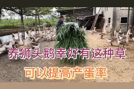 湖南夫妻在潮汕养狮头鹅#就吃这种皇竹草#产蛋率特别高视频封面