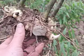 四川南充，黄精卖5.8元一斤，李茗家种了三年的黄精还舍不得卖