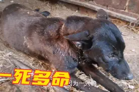 临产母狗吃了一只鸭，奄奄一息，就快母子不保视频封面