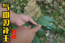 黄精又名老虎姜，有“气血双补王”的美誉，气血虚的要认识它了！视频封面