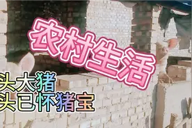 带双胞胎去舅家看大猪正好赶上三姨家卖梨娘仨又吃又拿怪不好意思视频封面