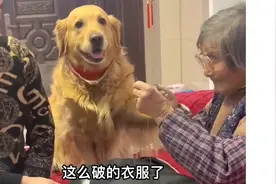 姥姥缝衣服看不到了，金毛豆豆帮姥姥找来眼镜带好，真的太懂事了视频封面
