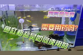 观赏鱼生病需要用药吗？养殖专用盐具体是如何使用的？视频封面