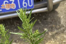 身边的草药（472），土荆芥，清热除湿杀虫止痒活血消肿的草药视频封面