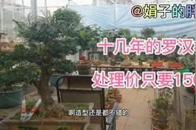 造型独特的罗汉松老桩，150就能买的到，这也太划算了吧视频封面