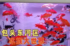 实拍包头市东河区环城西路，水族大世界，看看里面有什么观赏鱼？视频封面