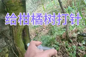 果园的柑橘树有1棵被钻心虫危害了，看我是怎么给他治疗视频封面