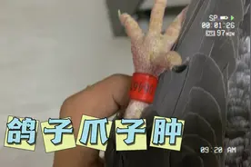 鸽子爪子肿，鸽子脚肿了怎么办？
