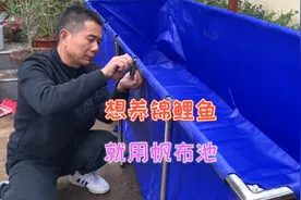 800多买了一个2.4吨的帆布鱼池，安装使用方便，满足养鱼爱好视频封面