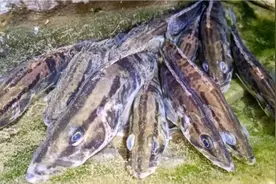 今晚来到鱼塘下方抓鱼，发现很多桂花鱼，一条比一条大视频封面