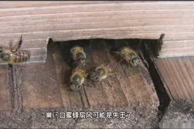 蜜蜂在巢门口扇风是什么原因？视频封面