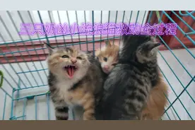 奶凶流浪小猫救助全过程:从凶到粘人，从野猫到宠物猫的蜕变