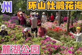 广州麓湖公园5500余株杜鹃花盛放，每年就1次，全广州人都来打卡视频封面