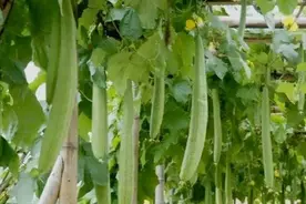 丝瓜生长期用它喷一喷，丝瓜结的多，又长又嫩视频封面