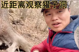 东北平头哥乔迁之喜，小亮上山祝贺，带你近距离观察獾子洞构造！视频封面