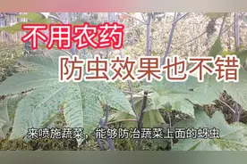 不用农药照样防治蔬菜害虫，效果很不错，不妨试试看视频封面