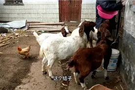 如果结子羊缺乏公羊独有的特征，可以当种羊吗视频封面