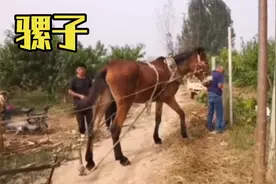 马和驴为什么能杂交出骡子？骡子能繁衍后代吗？一起来看看吧！视频封面
