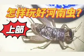 为什么越来越多的玩家奔赴河南蛐蛐市场？河南蟋蟀到底会不会斗？视频封面