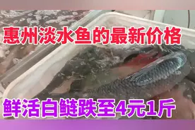 广东惠州淡水鱼最新价格 ，鲜活的大头鱼肉跌至5元一斤 ，羡慕吧视频封面