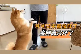 爷爷今天又来看柴犬金胖了，给胖胖高兴坏了，一直跟在爷爷身边