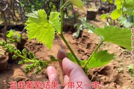 实拍农村基地培育的盆栽葡萄，不用爬藤果就一串又一串，供不应求视频封面