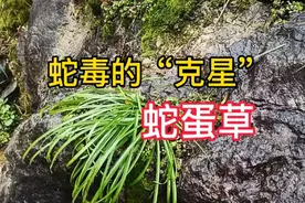 毒蛇克星“蛇蛋草”植物，北方地区比较少见，看看你家乡有吗？视频封面