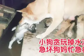 小狗贪玩掉水沟，急坏狗妈忙急救视频封面