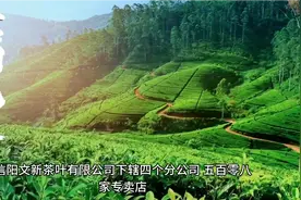 文新茶叶~信阳毛尖原产地老字号品牌视频封面