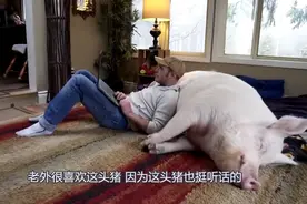 男子失恋后娶一头猪为妻，和猪生活在一起感到快乐无比视频封面