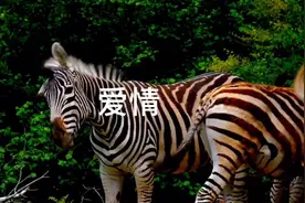 爱情之所以美好，是灵魂与灵魂的相悦视频封面