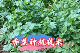 农民大叔教你最传统的香菜种植方法，出苗齐长势好视频封面