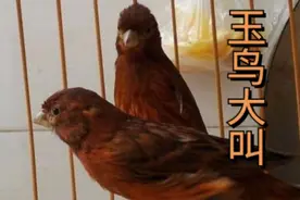 关内小城：三分钟玉鸟大叫视频，请大家欣赏视频封面