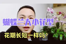 蝴蝶兰大花和小花，花期长短有区别吗？我分析我的观点给大家参考视频封面