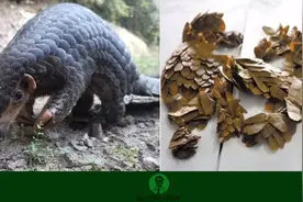 单味中药助记小视频·穿山甲