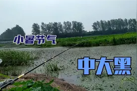 传统钓黑鱼67——小暑，日毒温高慎出行；早晚，时佳温低宜中鱼视频封面