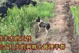 牧羊犬的天性就是放羊，这么小的狗就能帮主人看好羊群视频封面