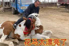 不备马鞍！让马卧下骑上去！太拉风了！花马真老实听话！视频封面