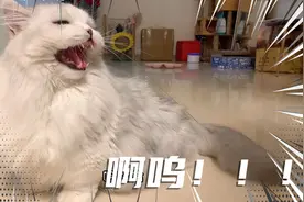 为什么猫咪母子分开一年就不认识了呢？