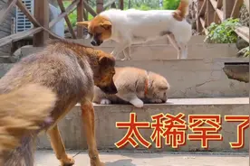 面对突然出现的小奶狗，别的狗会做出什么反应？太搞笑了视频封面