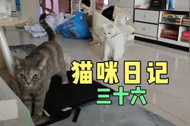 请欣赏呆萌的胖胖的表演-洗脸脸！视频封面