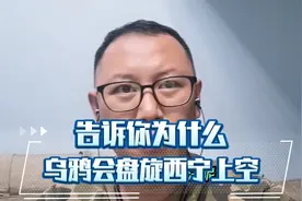 告诉你成群乌鸦盘旋城市上空的原因视频封面