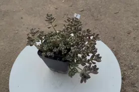 姬秋丽和丸叶姬秋丽你能区别吗？会更喜欢哪个？来看它们的状态吧