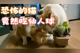 恐怖的猫！竟然吃仙人球！视频封面