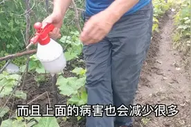 黄瓜、辣椒用米醋＋红糖喷施你用过吗？效果真的挺好，亲测视频封面